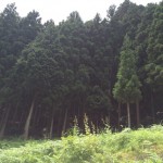 日本の森林　