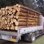 国産木材の利用拡大へ